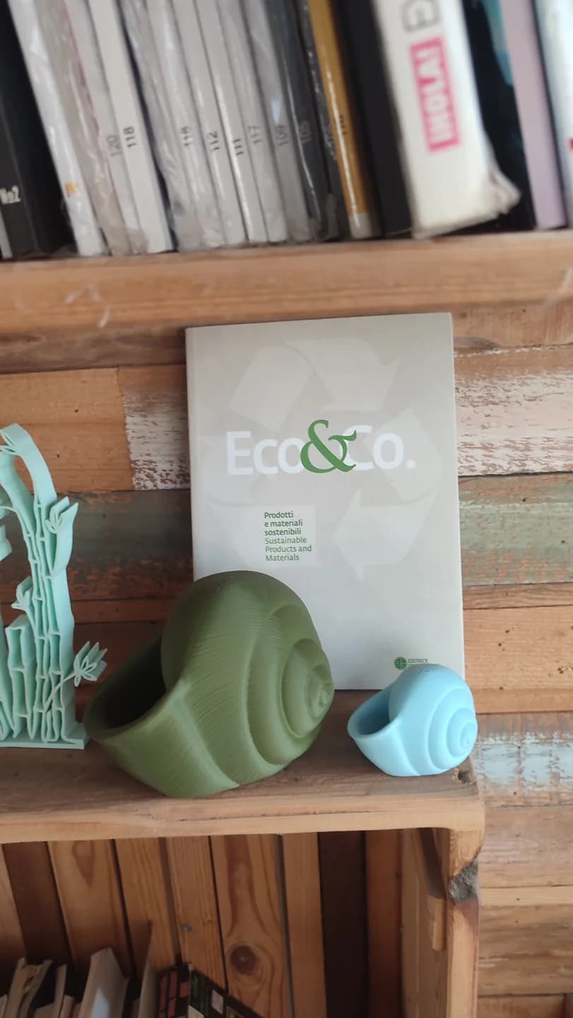 Natica: shell shapes on a shelf